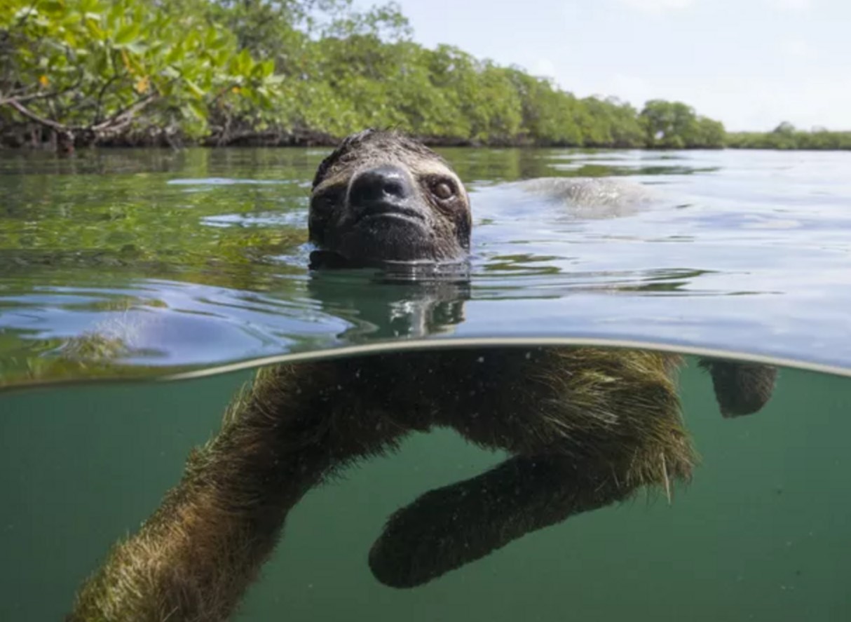Et usædvanligt havdyr: thalassocnus
