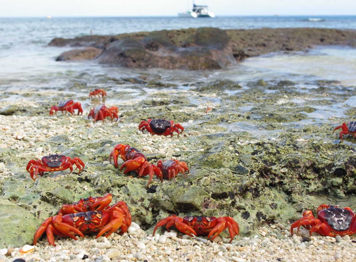 Christmas Island bliver rød hvert efterår: denne rejse tiltrækker hele verden