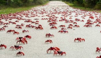Christmas Island bliver rød hvert efterår: denne rejse tiltrækker hele verden