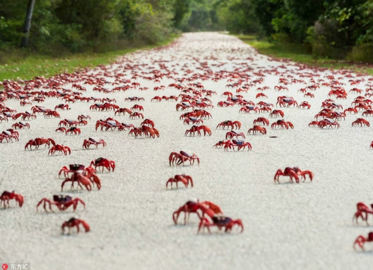 Christmas Island bliver rød hvert efterår: denne rejse tiltrækker hele verden