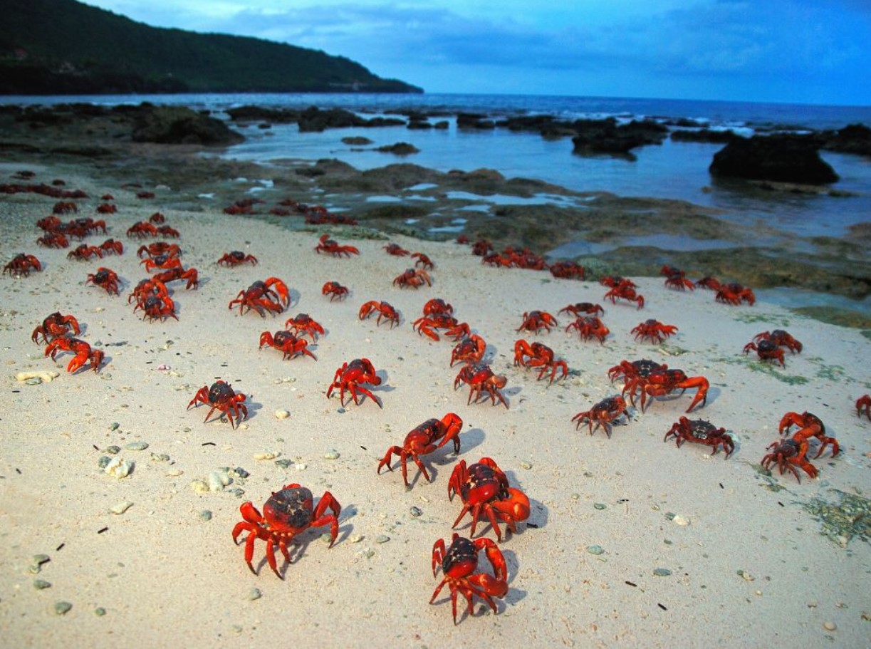 Christmas Island bliver rød hvert efterår: denne rejse tiltrækker hele verden