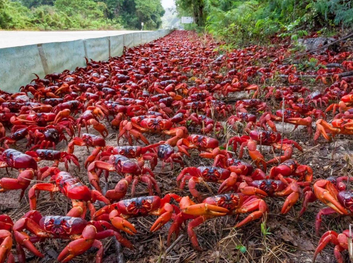 Christmas Island bliver rød hvert efterår: denne rejse tiltrækker hele verden