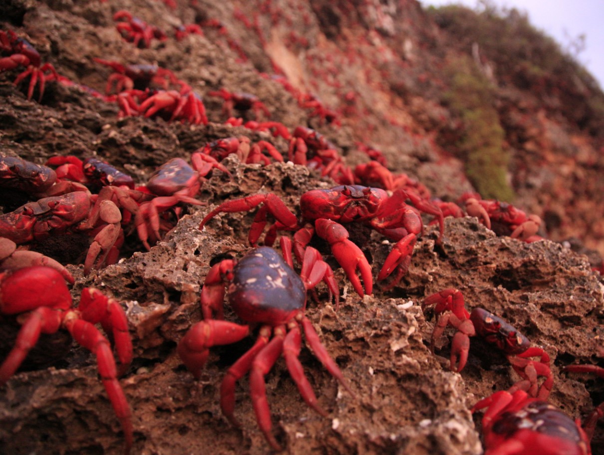 Christmas Island bliver rød hvert efterår: denne rejse tiltrækker hele verden
