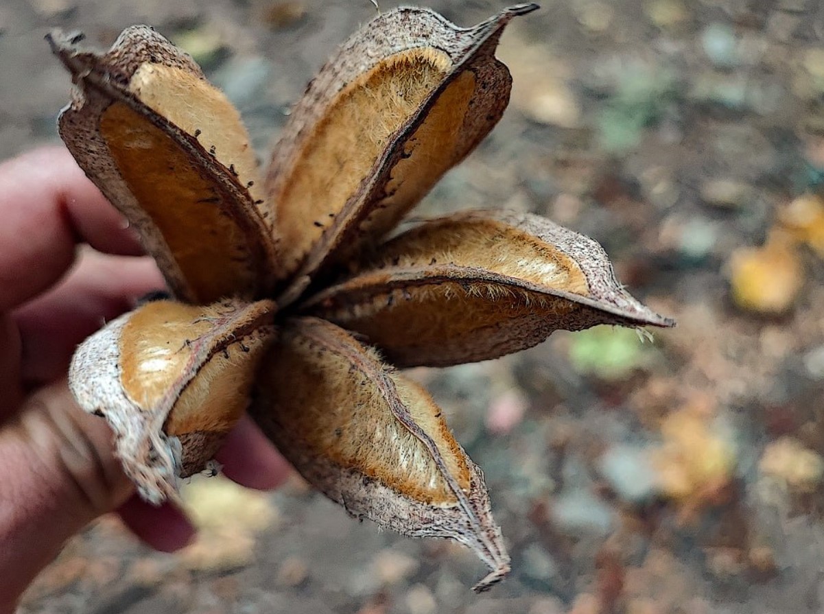 Macpalxochiquahuitl, eller Djævelens hånd