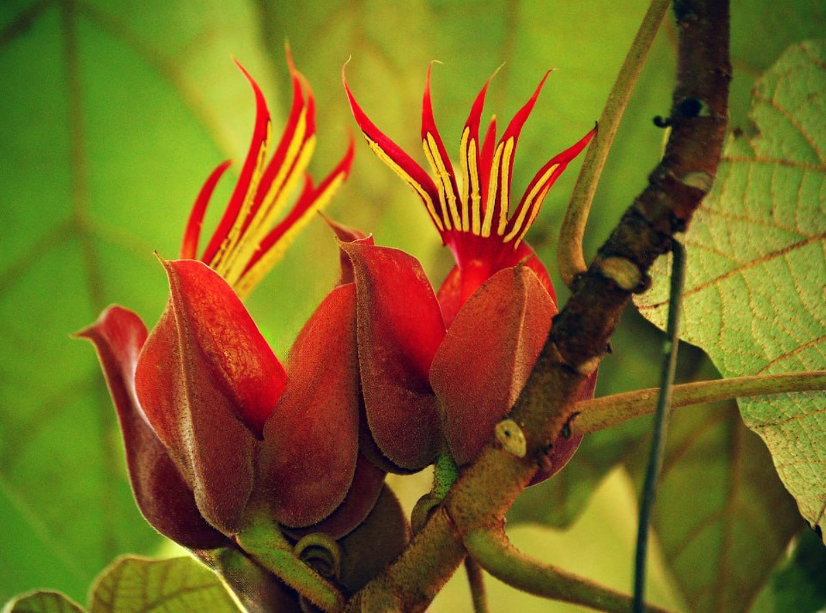 Macpalxochiquahuitl, eller Djævelens hånd