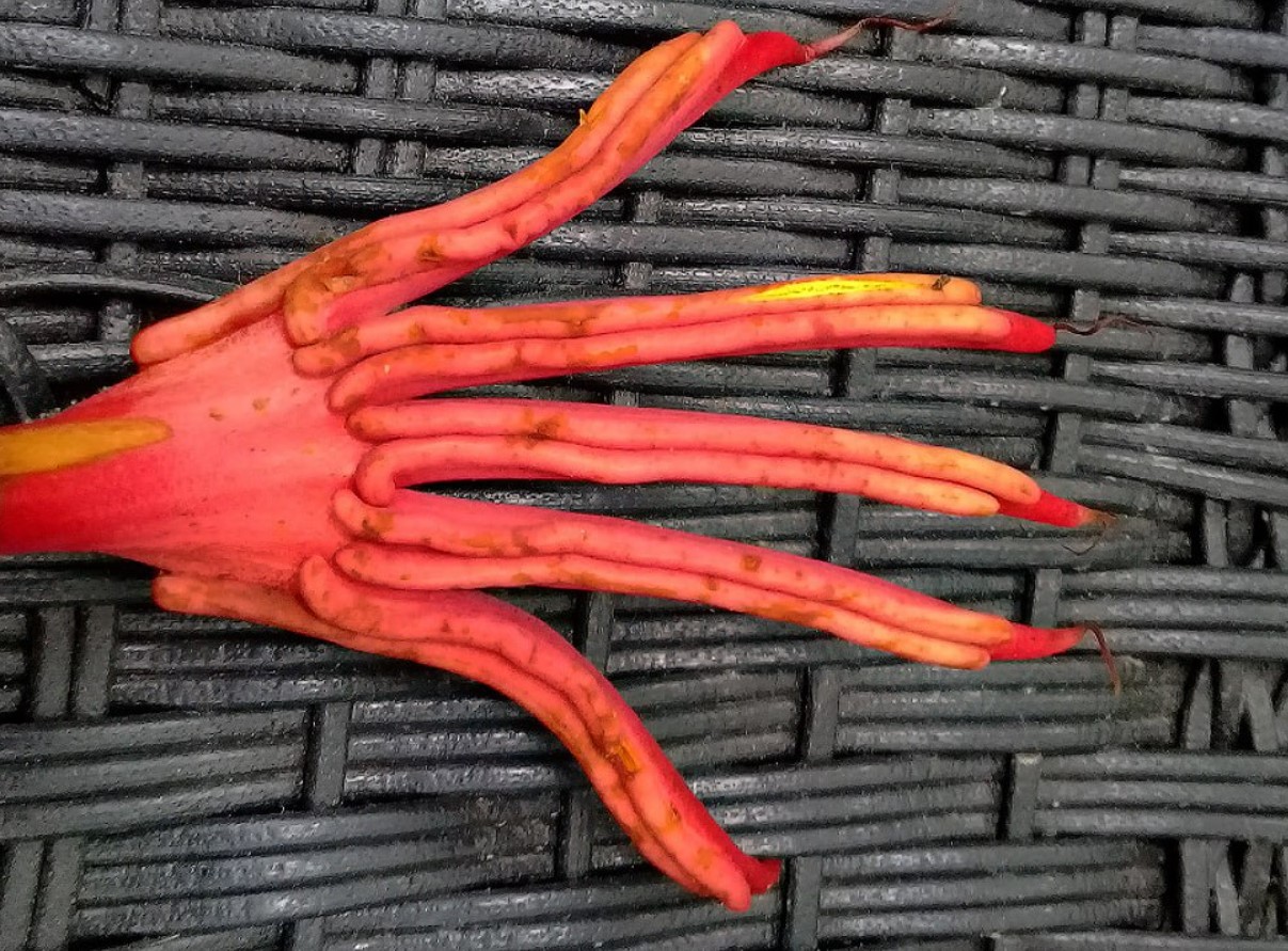 Macpalxochiquahuitl, eller Djævelens hånd